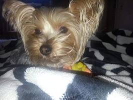 N.J. Woman Says Blind Date She Met Online Stole Her Dog, TV